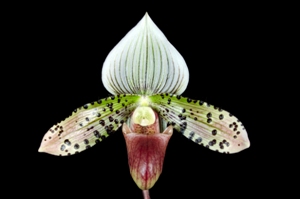 Paphiopedilum Cheryl Adams Shawn Michael Adams AM/AOS 81 pts.